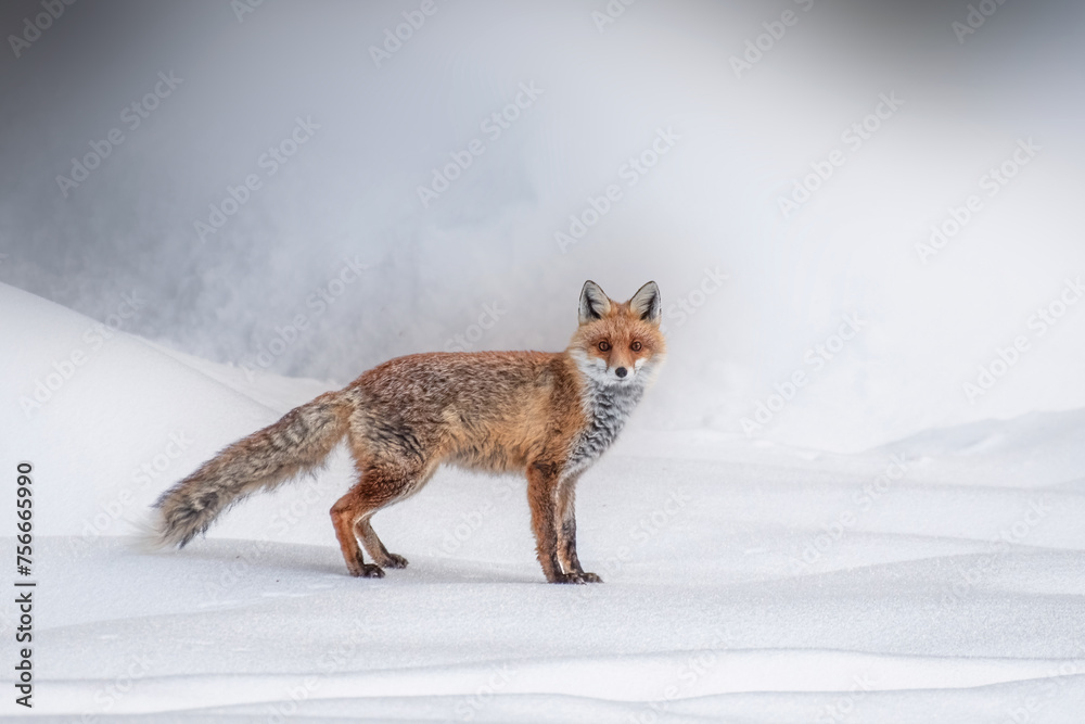 Wild red fox (Vulpes vulpes) standing on frozen snow on a cold and foggy winter day in the Italian Alps. Piedmont, Italy. Alps Mountains.