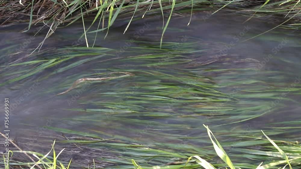 Water flowing into a ditch with grass, rural countryside landscape Water flowing into a ditch with grass, rural countryside landscape