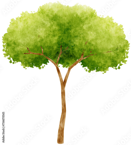 Fototapeta Naklejka Na Ścianę i Meble -  Tree watercolor illustration for Decorative Element