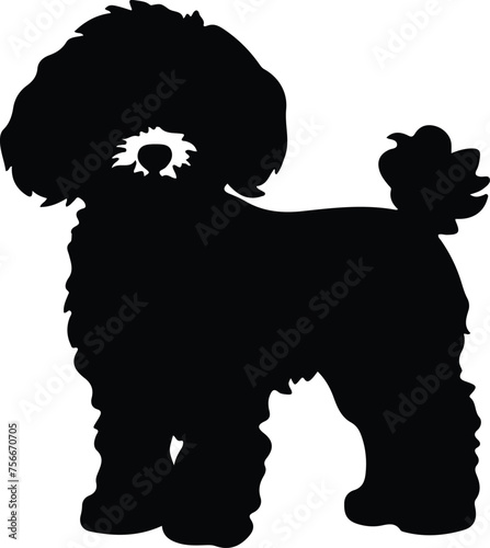 bichonfrise silhouette photo