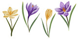 vector crocus flowers in violet and yellow color, drawn in watercolor, isolated on white. Hand drawn botanical illustration. Elements for cards, logos, prints, wedding design.