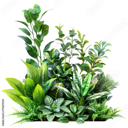 a realistic oak tree with a white background, PNG cutout on transparent