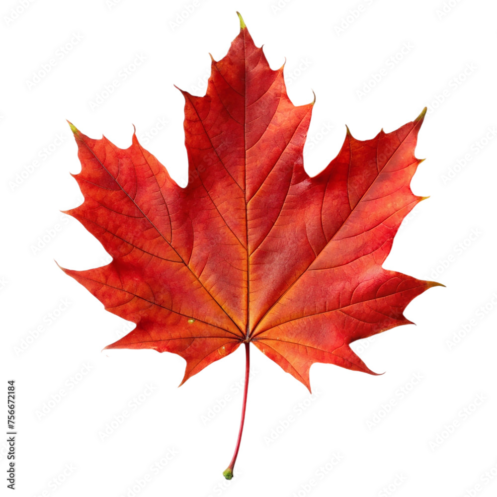 Autumn maple leaf isolated on transparent background. Autumn maple leaf isolated on transparent background.