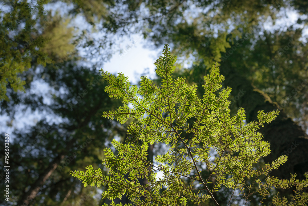 Underside of Western hemlock tree with defocused foliage. Looking up at tree crowns Flat sprays of green needles. Coastal forest background. West coast of Canada and United States. Selective focus. Underside of Western hemlock tree with defocused foliage. Looking up at tree crowns Flat sprays of green needles. Coastal forest background. West coast of Canada and United States. Selective focus.