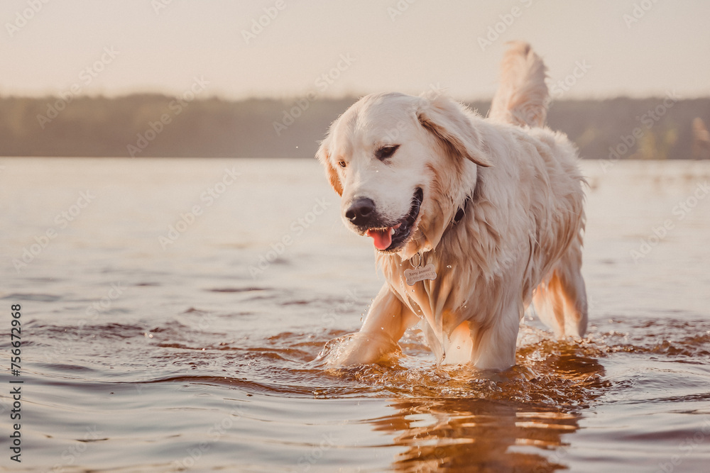 wet golden retriever plays in the river water at sunset wet golden retriever plays in the river water at sunset