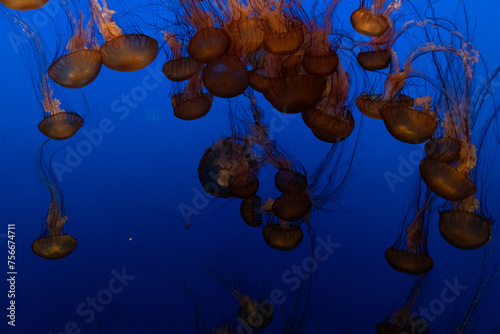Glowing Jellyfish