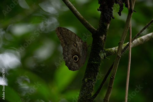 Resting Butterfly