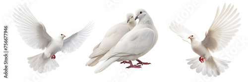 Collection of doves isolated on transparent or white background © Luckyphotos