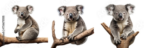 Collection of Funny Koala isolated on transparent or white background © Luckyphotos