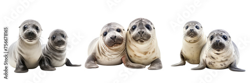 Collection of funny Common seal isolated on transparent or white background