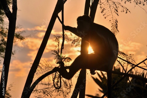 Photography monkey silhouette