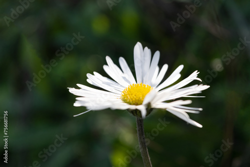 Lonely daisy on green out of focus background.