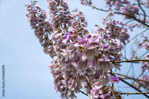 Flowers of a flowering Paulownia tree. Adam tree.Paulownia tomentosa. photo