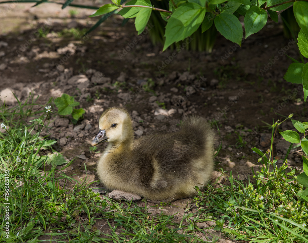 Small fluffy goose chick close-up. Small fluffy goose chick close-up.