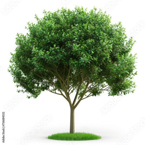 Full Lush Green Tree Isolated on White Background
