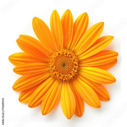 Vivid Orange Gerbera Daisy with Yellow Center Isolated on White