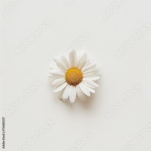 Single Daisy Flower with a Yellow Center on White Background