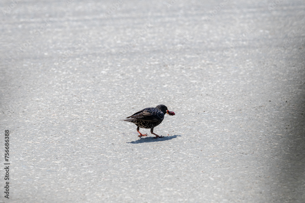 Starling walks along an asphalt road and carries plucked mulberry berry. Starling holding mulberry berry in its beak. Common starling. Sturnus Vulgaris Starling walks along an asphalt road and carries plucked mulberry berry. Starling holding mulberry berry in its beak. Common starling. Sturnus Vulgaris