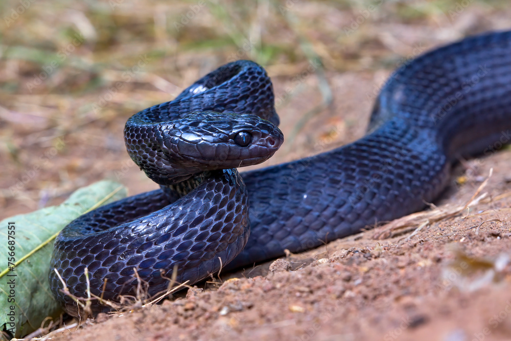 Fototapeta premium Big black boiga snake attack aggressively