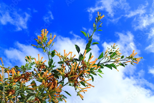 Beautiful yellow flowers against cloudy blue sky photo