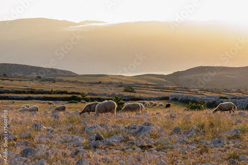 Herd of sheep on idyllic hiking trail on moon plateau with scenic view from mountain peak Hlam in Baska, Krk Island, Primorje-Gorski Kotar, Croatia, Europe. Barren rock landscape in sunny summer photo