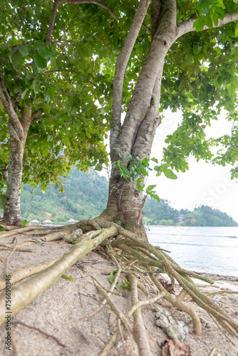 trees on the beach