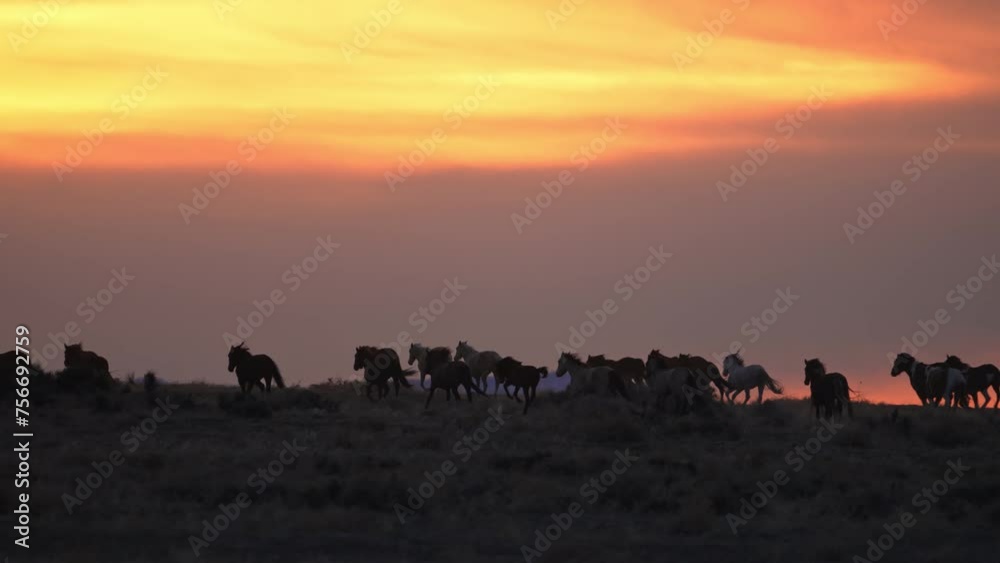 North Onaqui Mountain wild horse herd running during sunset in Utah silhouetted on the horizon. North Onaqui Mountain wild horse herd running during sunset in Utah silhouetted on the horizon.
