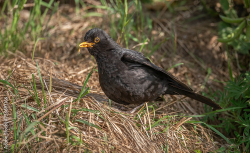 Blackbird, male, © Digital Nature 