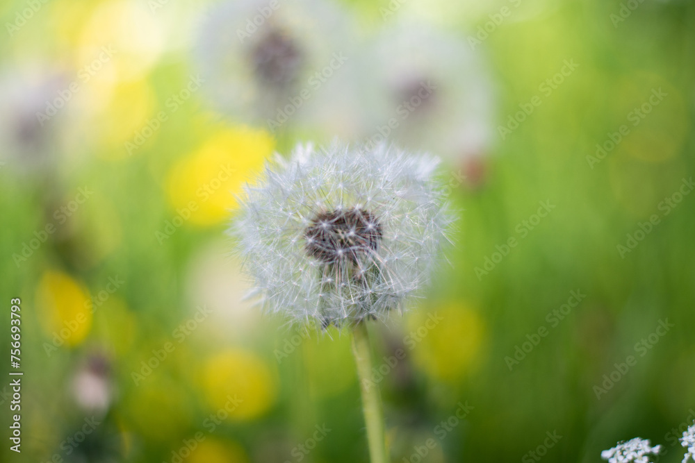 Dandelion in the sunlight across a fresh green morning background. Green background Dandelion in the sunlight across a fresh green morning background. Green background