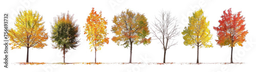 Various trees in autumn   fall season on isolated background