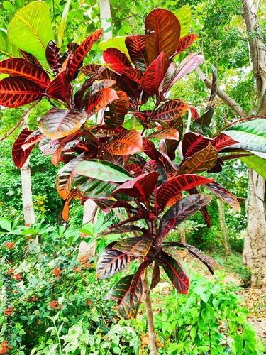 colorful flowers in a native garden in caribbean