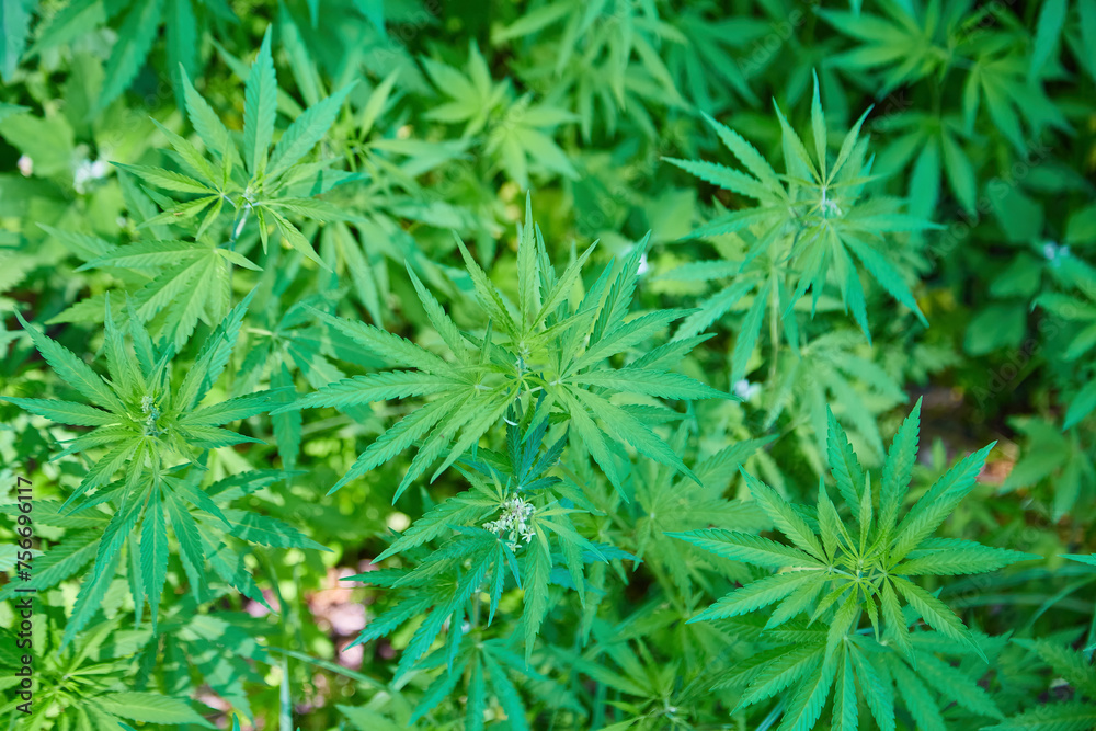 Green background of leaves. In door grow hemp. Cannabis at the beginning of flowering. Young cannabis plant. Legal Marijuana cultivation in the home. Medicinal indica with CBD. Green background of leaves. In door grow hemp. Cannabis at the beginning of flowering. Young cannabis plant. Legal Marijuana cultivation in the home. Medicinal indica with CBD.