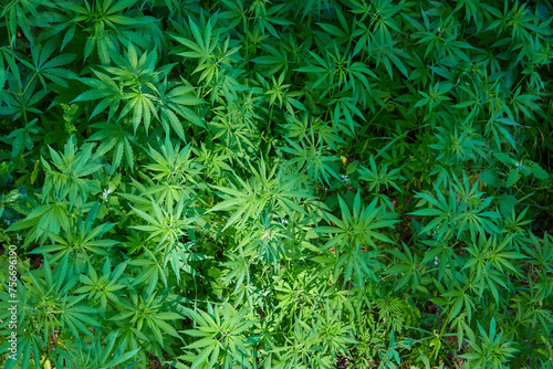 Cannabis Texture Marijuana Leaf Pile Background with Flat