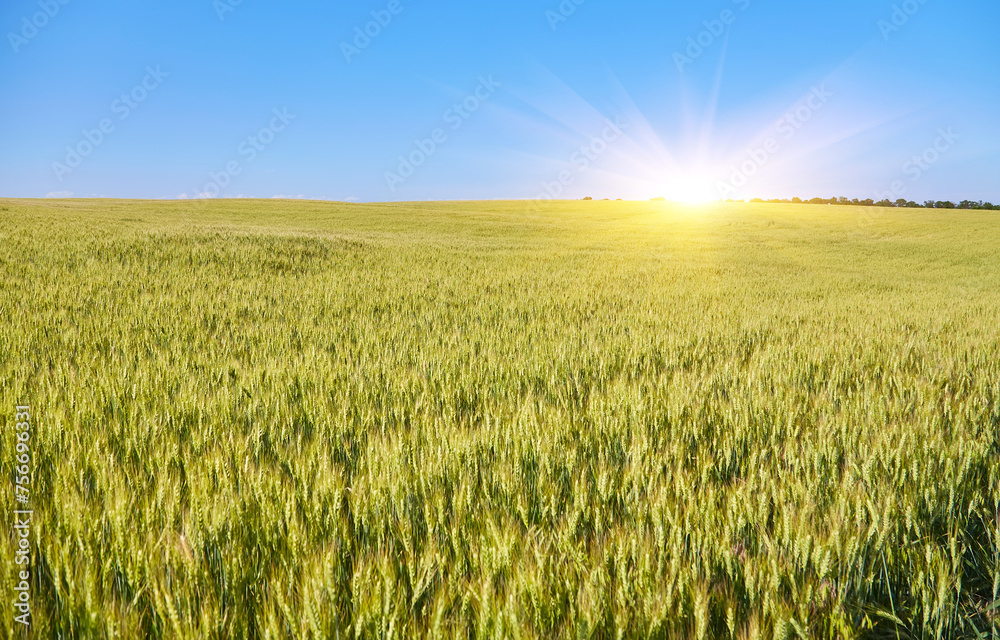 Golden wheat field, forest strip and clear blue sky on a sunny day.