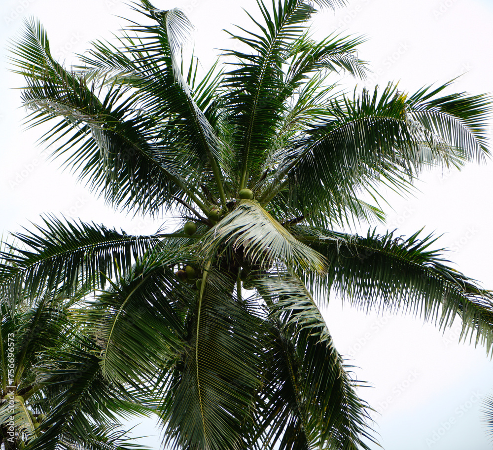 Fototapeta premium palm tree on sky