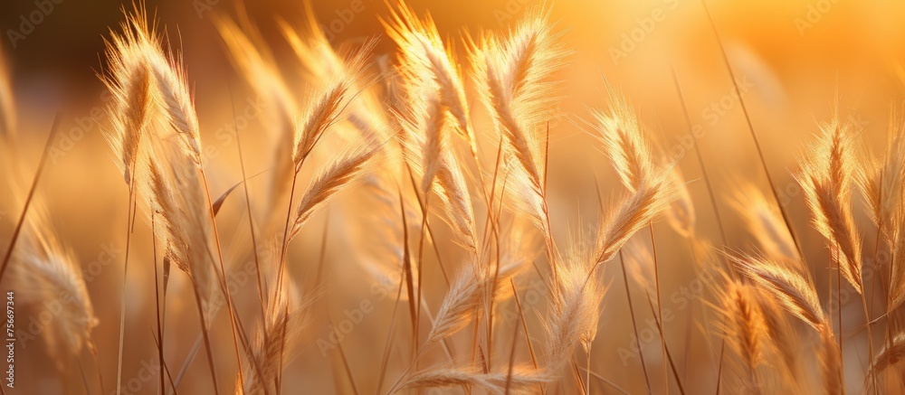 A closeup image of a field of wheat with the sun shining through the ears, showcasing the natural beauty of this agricultural plant under the heat of the sun A closeup image of a field of wheat with the sun shining through the ears, showcasing the natural beauty of this agricultural plant under the heat of the sun