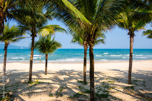 tropical beach with coconut palm trees in Da Nang, Vietnam