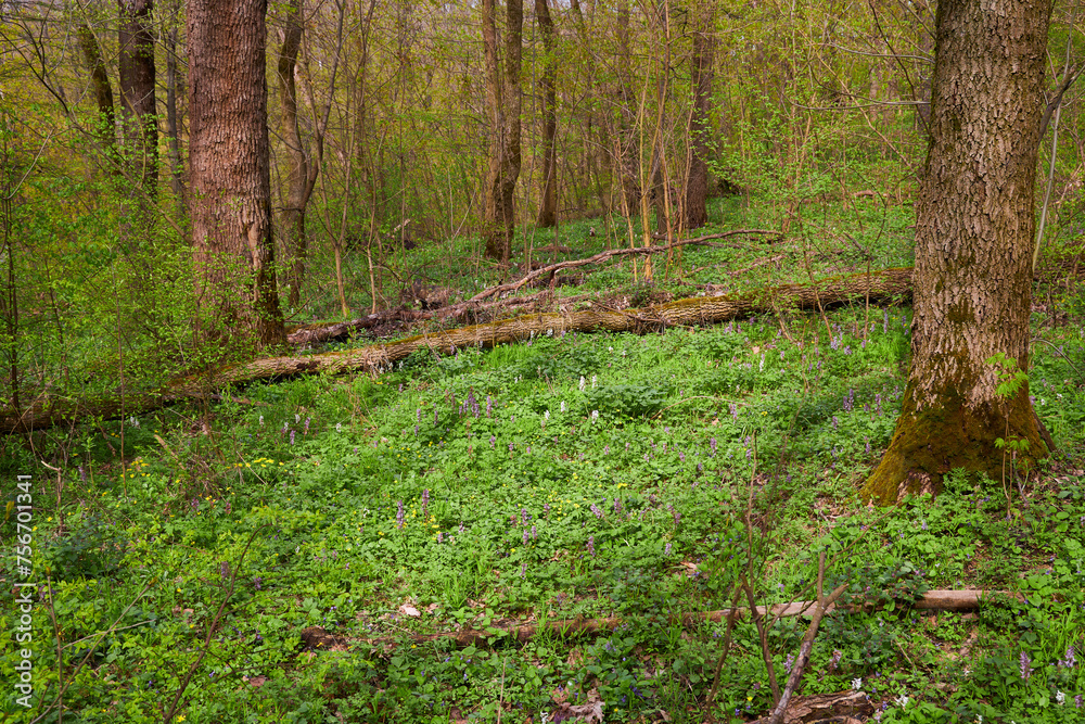 Fototapeta premium Flowering green forest