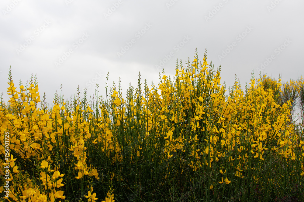 Obraz premium Spring Flower