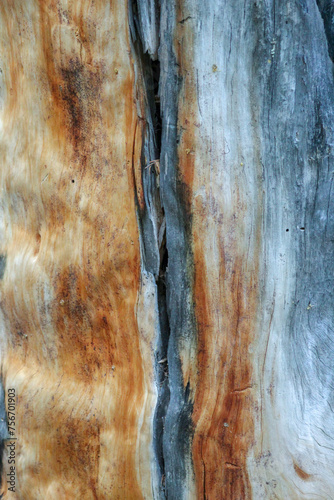 weathered wood texture