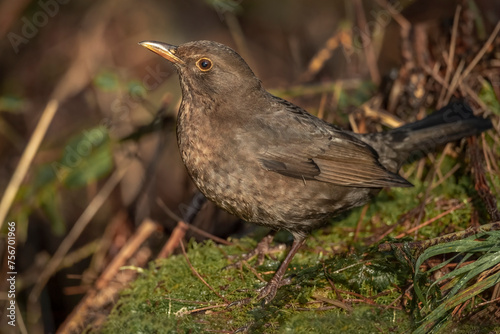 Blackbird, female,