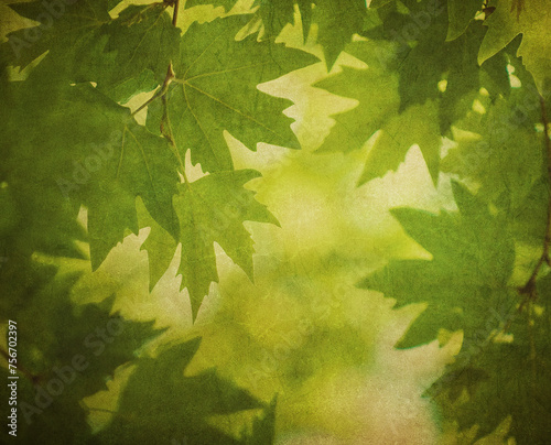 Green Leaves over vintage paper. Perfect grunge background..
