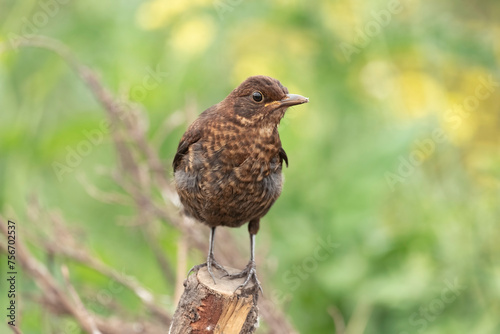 Blackbird, female,