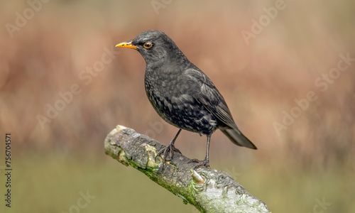 Blackbird, male, © Digital Nature 