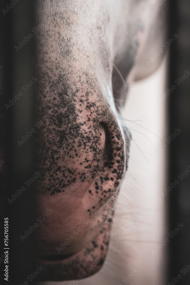Fototapeta premium A close-up detail of a horse's nose with black spots on a pink background in the stable.