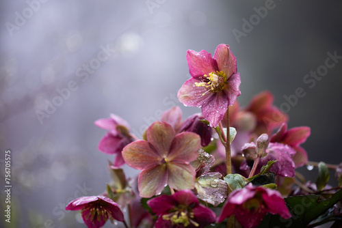 różowy ciemiernik w kroplach deszczu, helleborus 