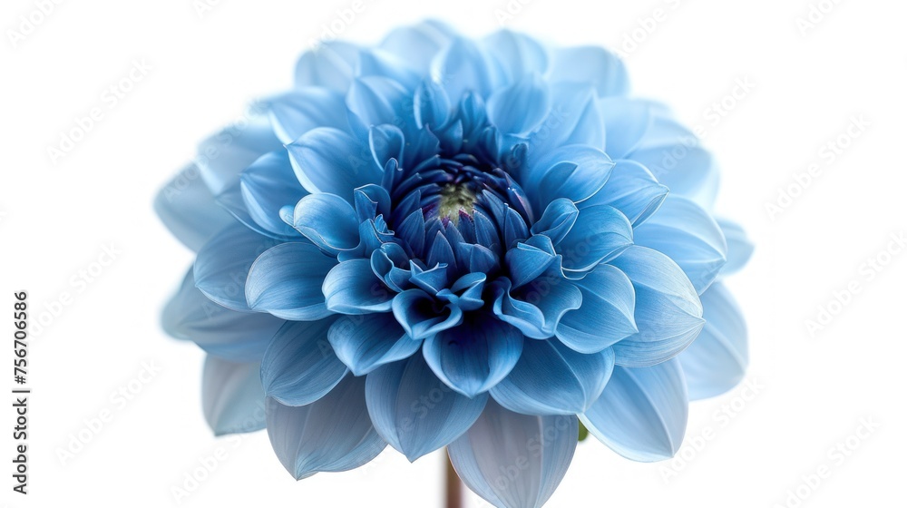 Light blue Dahlia flower on white background isolated with clipping path
