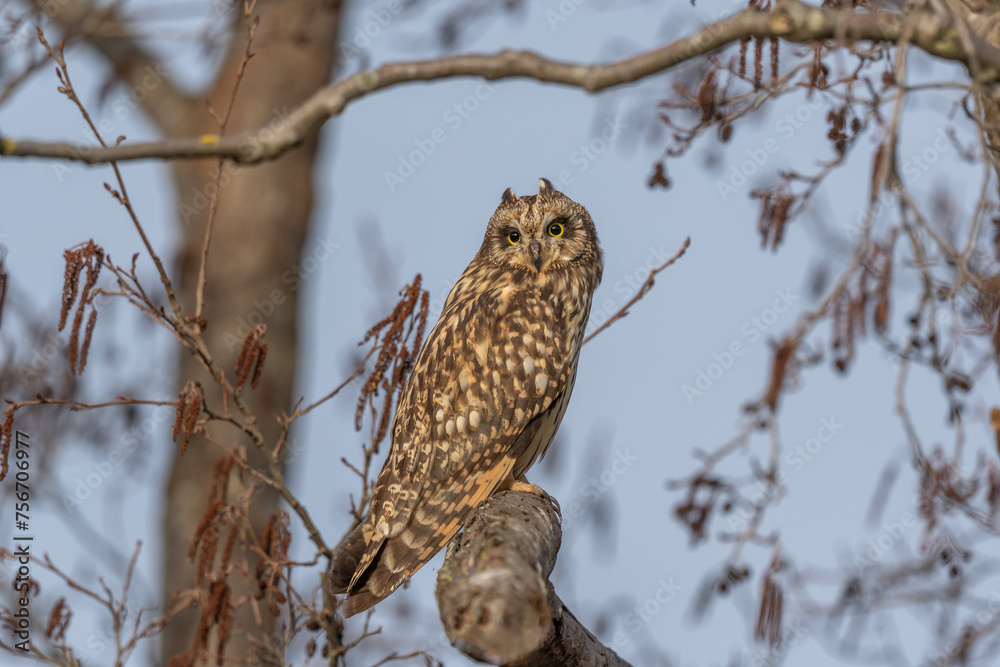 Short-eared Owl (Asio flameus) perched on a branch Short-eared Owl (Asio flameus) perched on a branch