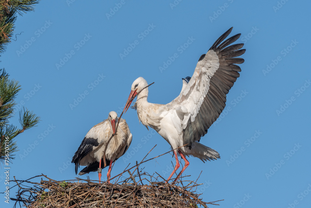 Fototapeta premium Couple of white storks in courtship display (ciconia ciconia) building their nest in spring