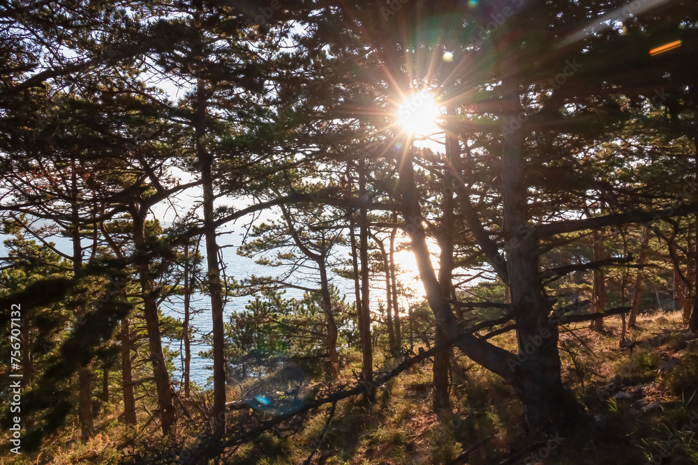 Obraz premium Coastal hiking trail along conifer tree forest illuminated from first morning light in Baska, Krk Otok, Primorje-Gorski Kotar, Croatia, Europe. Deserted landscape. Tranquil serene atmosphere in summer